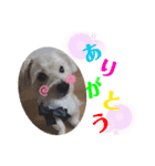 愛犬テンくんのスタンプ3（個別スタンプ：2）