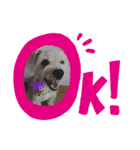 愛犬テンくんのスタンプ3（個別スタンプ：3）