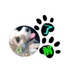 愛犬テンくんのスタンプ3（個別スタンプ：4）