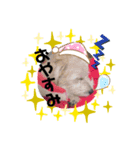 愛犬テンくんのスタンプ3（個別スタンプ：7）