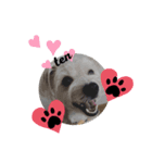 愛犬テンくんのスタンプ3（個別スタンプ：8）