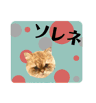 おしゃカワ猫スタンプ（個別スタンプ：4）