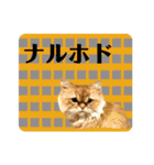 おしゃカワ猫スタンプ（個別スタンプ：7）