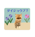 おしゃカワ猫スタンプ（個別スタンプ：13）