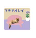 おしゃカワ猫スタンプ（個別スタンプ：17）