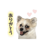 使えるポッチースタンプ！（個別スタンプ：1）