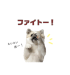 使えるポッチースタンプ！（個別スタンプ：33）