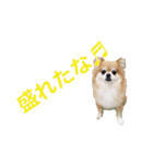 chocoちゃんスタンプ！（個別スタンプ：6）