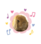ウサギのロンちゃん（個別スタンプ：1）