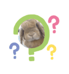 ウサギのロンちゃん（個別スタンプ：3）