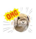 ウサギのロンちゃん（個別スタンプ：6）