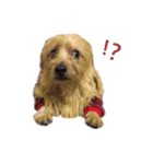 ノーフォークテリアのてんちゃん！（個別スタンプ：11）