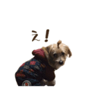 ノーフォークテリアのてんちゃん！（個別スタンプ：12）