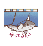 よい子のサメ・エイスタンプ2（個別スタンプ：20）