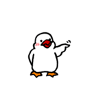 白文鳥さん。（個別スタンプ：10）