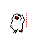 白文鳥さん。（個別スタンプ：31）