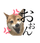 柴犬りくそらのスタンプ（個別スタンプ：1）