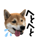 柴犬りくそらのスタンプ（個別スタンプ：2）