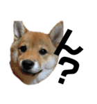 柴犬りくそらのスタンプ（個別スタンプ：4）