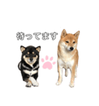柴犬りくそらのスタンプ（個別スタンプ：5）