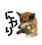 柴犬りくそらのスタンプ（個別スタンプ：6）