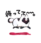 ボドゲ×たぬき×日常2（個別スタンプ：2）