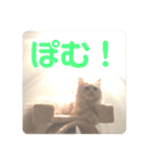 ねこーず。3（個別スタンプ：7）