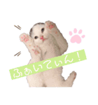 とらまめぽん！！（個別スタンプ：3）