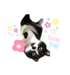 とらまめぽん！！（個別スタンプ：5）