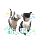 とらまめぽん！！（個別スタンプ：16）