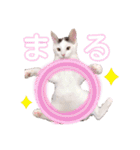 とらまめぽん！！（個別スタンプ：19）