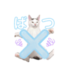 とらまめぽん！！（個別スタンプ：20）