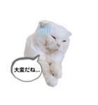 ひふみんスタンプ4（個別スタンプ：2）