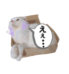 ひふみんスタンプ4（個別スタンプ：4）