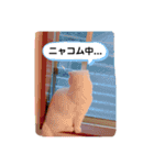 ひふみんスタンプ4（個別スタンプ：5）