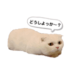 ひふみんスタンプ4（個別スタンプ：12）