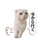 ひふみんスタンプ4（個別スタンプ：16）
