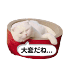 ひふみんスタンプ4（個別スタンプ：17）