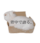 ひふみんスタンプ4（個別スタンプ：23）