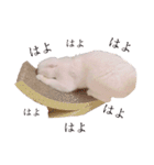 ひふみんスタンプ4（個別スタンプ：24）
