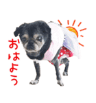 パグのちゃら★もい スタンぷぅ～（個別スタンプ：1）