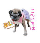 パグのちゃら★もい スタンぷぅ～（個別スタンプ：2）