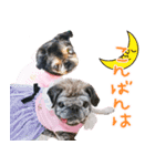 パグのちゃら★もい スタンぷぅ～（個別スタンプ：3）