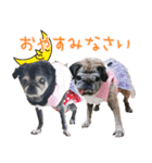 パグのちゃら★もい スタンぷぅ～（個別スタンプ：4）