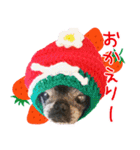 パグのちゃら★もい スタンぷぅ～（個別スタンプ：9）