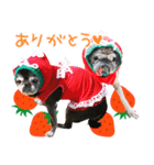 パグのちゃら★もい スタンぷぅ～（個別スタンプ：11）