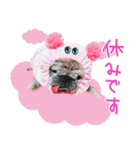 パグのちゃら★もい スタンぷぅ～（個別スタンプ：13）