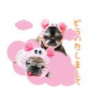 パグのちゃら★もい スタンぷぅ～（個別スタンプ：14）