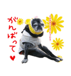 パグのちゃら★もい スタンぷぅ～（個別スタンプ：17）