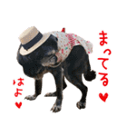 パグのちゃら★もい スタンぷぅ～（個別スタンプ：20）